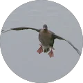 willpenny7 Avatar